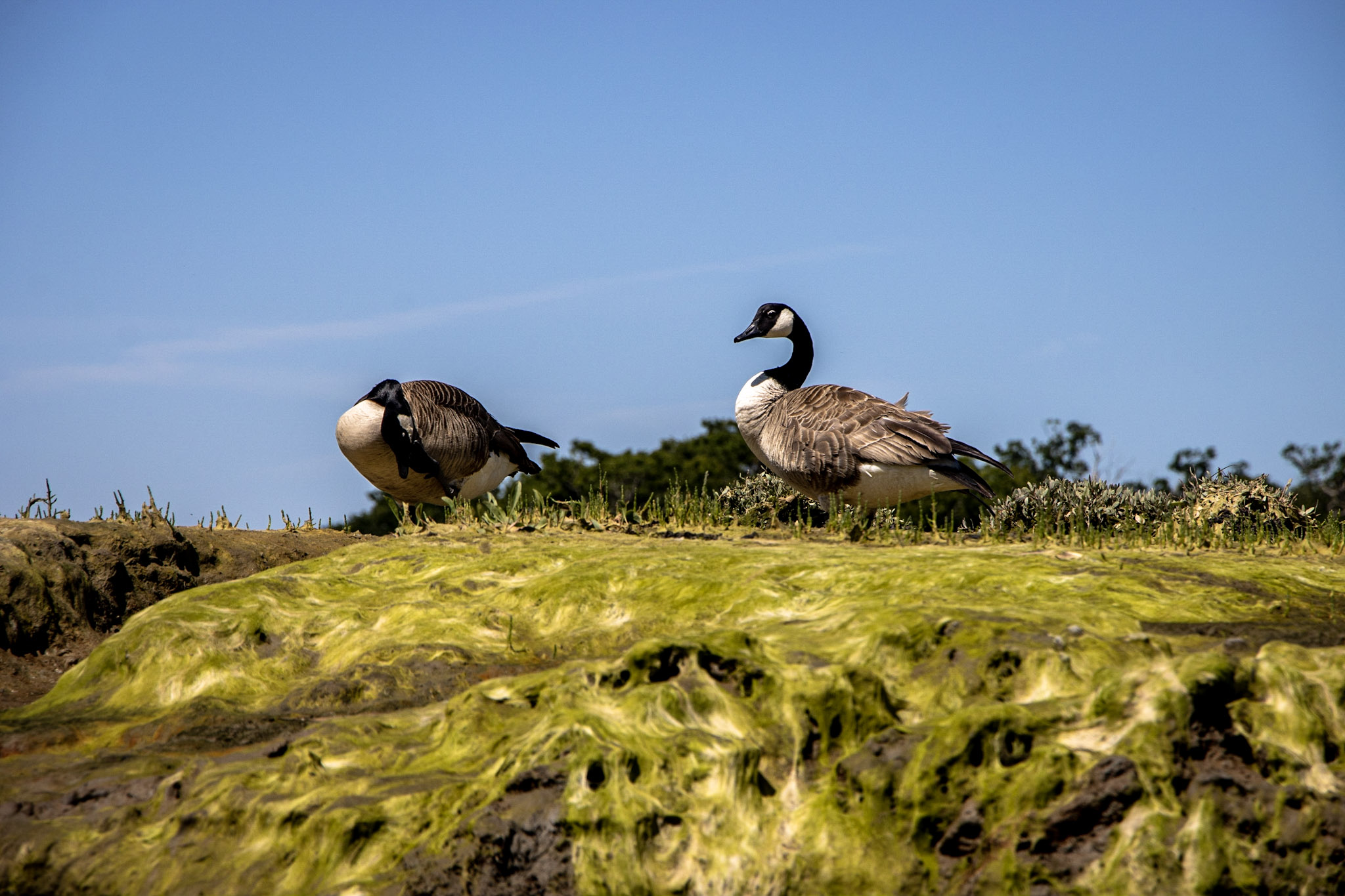 Wildlife on Beaulieu
