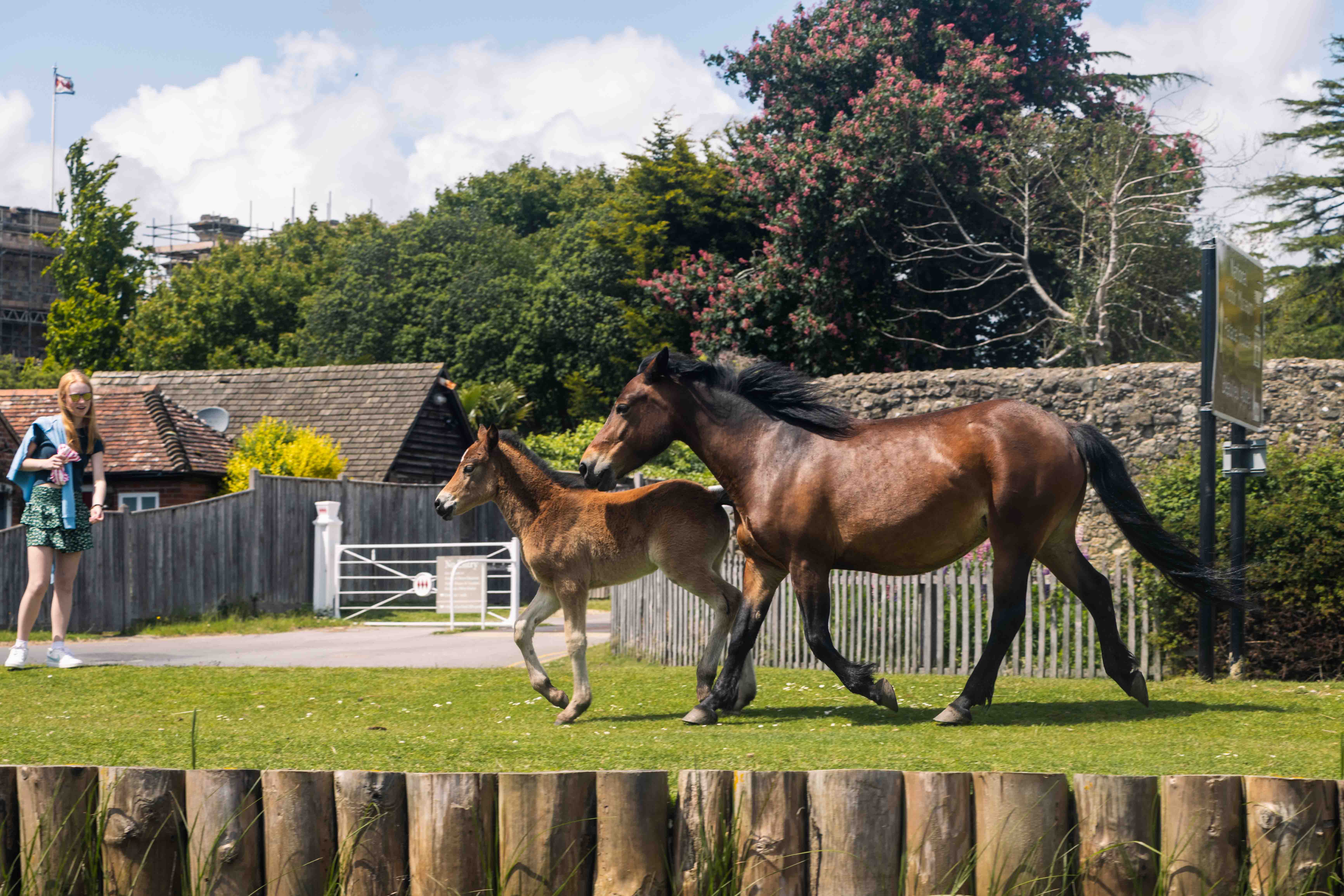 Horses in The New Forest